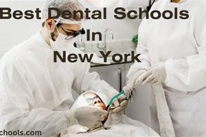 Top Dental Schools in NY: 2024 Rankings Best Schools in America: Top Public & Private Options Top Dental Schools in NY: 2024 Rankings | Best Schools in America: Top Public & Private Options