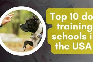 Top Best Dog Training Schools: Find Your Fit Best Schools in America: Top Public & Private Options Top Best Dog Training Schools: Find Your Fit | Best Schools in America: Top Public & Private Options