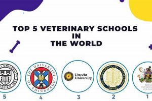 Top 10 Best Schools for Veterinary Medicine Programs Best Schools in America: Top Public & Private Options Top 10 Best Schools for Veterinary Medicine Programs | Best Schools in America: Top Public & Private Options