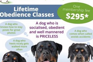 Top 5 Best Dog Obedience Schools Near You Best Schools in America: Top Public & Private Options Top 5 Best Dog Obedience Schools Near You | Best Schools in America: Top Public & Private Options