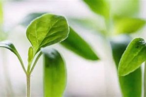 Top 10 Best Schools for Botany Degrees 2024 Best Schools in America: Top Public & Private Options Top 10 Best Schools for Botany Degrees 2024 | Best Schools in America: Top Public & Private Options