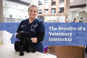 Best Veterinary Internships for High Schoolers Best Schools in America: Top Public & Private Options Best Veterinary Internships for High Schoolers | Best Schools in America: Top Public & Private Options