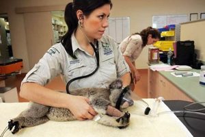 Top 10 Best Zoology Schools & Programs 2024 Best Schools in America: Top Public & Private Options Top 10 Best Zoology Schools & Programs 2024 | Best Schools in America: Top Public & Private Options