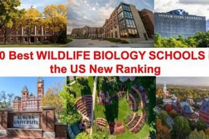 Top Wildlife Biology Schools: 2024 Rankings Best Schools in America: Top Public & Private Options Top Wildlife Biology Schools: 2024 Rankings | Best Schools in America: Top Public & Private Options