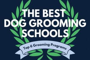 Top Dog Grooming Schools Near You: Find the Best Best Schools in America: Top Public & Private Options Top Dog Grooming Schools Near You: Find the Best | Best Schools in America: Top Public & Private Options