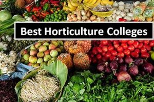 Top Best Horticulture Schools & Programs 2024 Best Schools in America: Top Public & Private Options Top Best Horticulture Schools & Programs 2024 | Best Schools in America: Top Public & Private Options