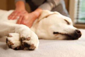 Top Canine Massage Therapy Schools & Programs Best Schools in America: Top Public & Private Options Top Canine Massage Therapy Schools & Programs | Best Schools in America: Top Public & Private Options