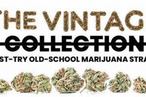 Top 10 Best Old School Strains: Classics Revisited Best Schools in America: Top Public & Private Options Top 10 Best Old School Strains: Classics Revisited | Best Schools in America: Top Public & Private Options