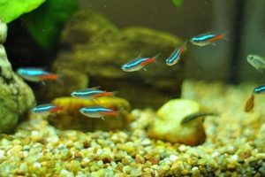 Top 10 Best Schooling Fish for Freshwater Tanks Best Schools in America: Top Public & Private Options Top 10 Best Schooling Fish for Freshwater Tanks | Best Schools in America: Top Public & Private Options
