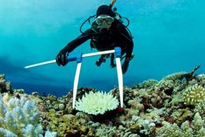 Top 10 Best Marine Biology Schools & Programs | Best Schools in America: Top Public & Private Options