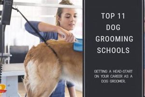 Top Dog Grooming Schools Near You: Find the Best | Best Schools in America: Top Public & Private Options