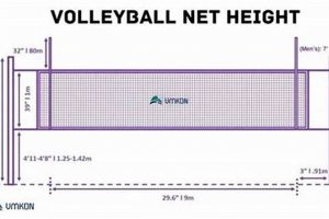 Official High School Volleyball Net Height: Rules & FAQs Best Schools in America: Top Public & Private Options Official High School Volleyball Net Height: Rules & FAQs | Best Schools in America: Top Public & Private Options