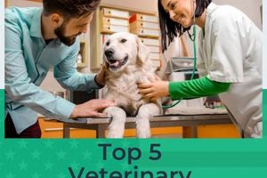 Top 10 Best Large Animal Vet Schools in 2024 Best Schools in America: Top Public & Private Options Top 10 Best Large Animal Vet Schools in 2024 | Best Schools in America: Top Public & Private Options