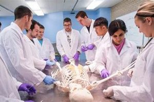 Top Best Chiropractic Schools USA Guide Best Schools in America: Top Public & Private Options Top Best Chiropractic Schools USA Guide | Best Schools in America: Top Public & Private Options