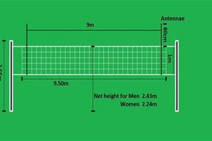 Official High School Volleyball Net Height: Rules & Specs | Best Schools in America: Top Public & Private Options