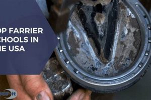 Top 5 Best Farrier Schools: 2024 Guide | Best Schools in America: Top Public & Private Options