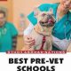 Top 10 Best Pre Vet Schools: Ultimate Guide | Best Schools in America: Top Public & Private Options
