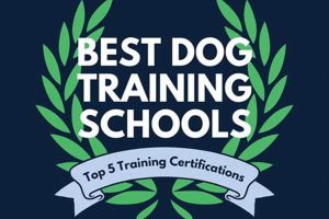 Top Best Dog Training Schools: Find Your Fit | Best Schools in America: Top Public & Private Options