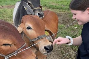 Best Vet Internships for High Schoolers Today | Best Schools in America: Top Public & Private Options