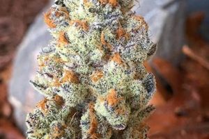 Navigating High School Sweetheart Strain: A Guide | Best Schools in America: Top Public & Private Options