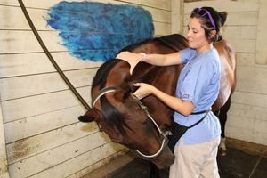 Best Equine Massage Therapy Schools | Best Schools in America: Top Public & Private Options