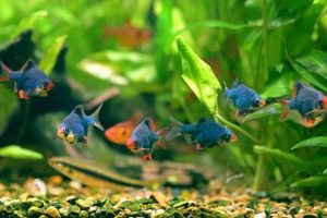 Top 10 Best Aquarium Schooling Fish for Beginners Best Schools in America: Top Public & Private Options Top 10 Best Aquarium Schooling Fish for Beginners | Best Schools in America: Top Public & Private Options