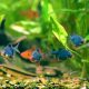 Top 10 Best Aquarium Schooling Fish for Beginners | Best Schools in America: Top Public & Private Options
