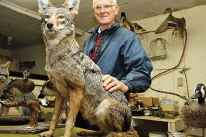Top 5 Best Taxidermy Schools: 2024 Guide | Best Schools in America: Top Public & Private Options