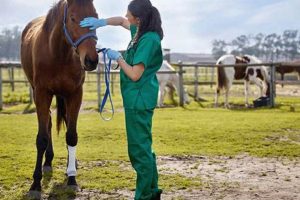 Top 10 Best Equine Vet Schools: 2024 Guide | Best Schools in America: Top Public & Private Options