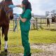 Top 10 Best Equine Vet Schools: 2024 Guide | Best Schools in America: Top Public & Private Options