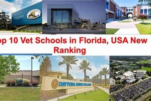 Top Vet Schools in Florida: 2024 Guide Best Schools in America: Top Public & Private Options Top Vet Schools in Florida: 2024 Guide | Best Schools in America: Top Public & Private Options