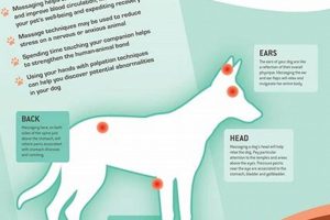 Top Canine Massage Therapy Schools & Programs | Best Schools in America: Top Public & Private Options