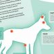 Top Canine Massage Therapy Schools & Programs | Best Schools in America: Top Public & Private Options