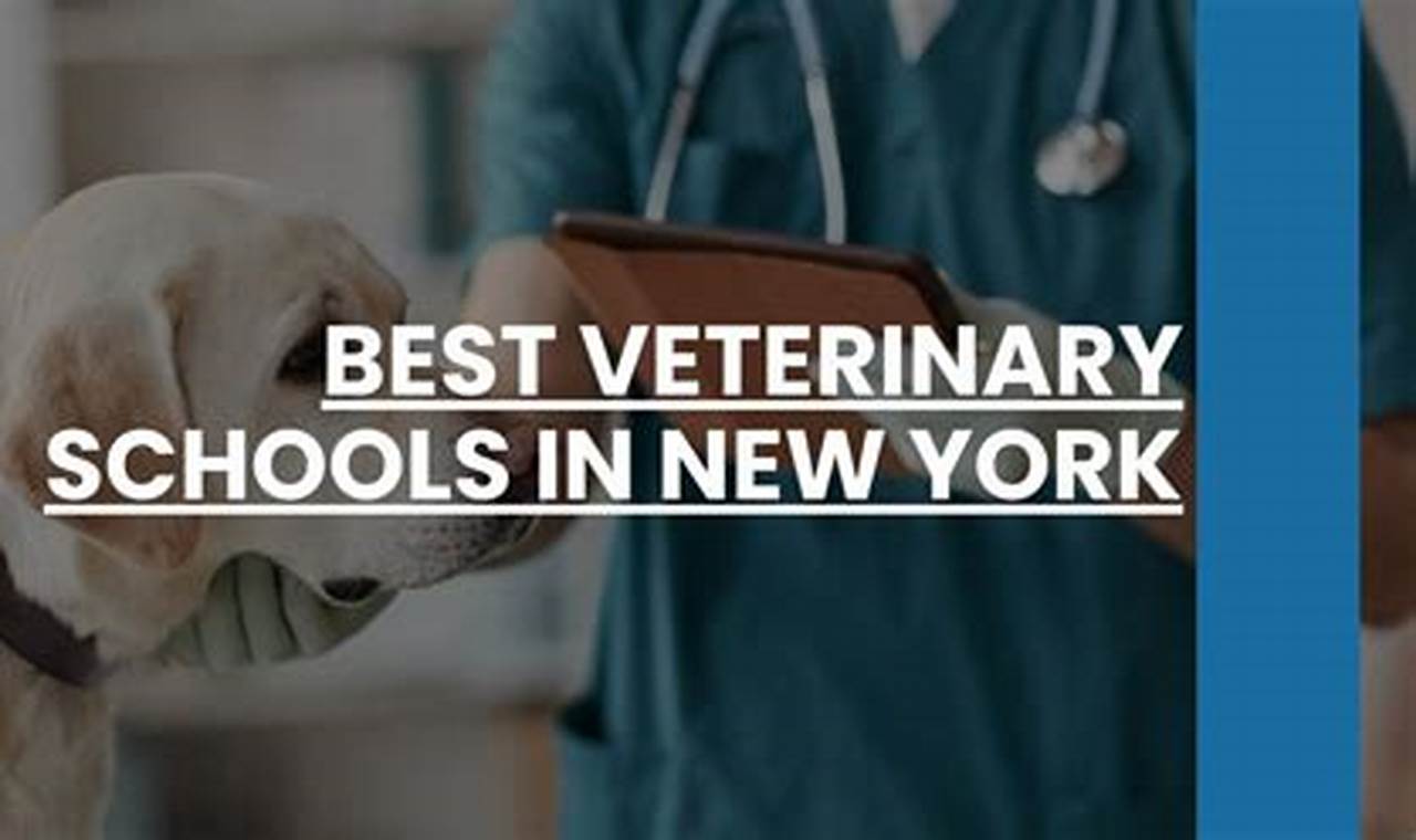 Top Veterinary Schools in New York 2024 Best Schools in America: Top Public & Private Options Top Veterinary Schools in New York 2024 | Best Schools in America: Top Public & Private Options