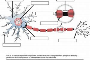 Free Neuron Worksheets: High School Psychology | Best Schools in America: Top Public & Private Options