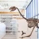 Top 10 Best Paleontology Schools & Programs | Best Schools in America: Top Public & Private Options