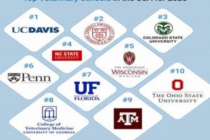 Top 10 Best Vet Schools: 2024 Rankings | Best Schools in America: Top Public & Private Options