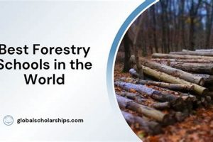 Top 10 Best Forestry Schools: 2024 Rankings | Best Schools in America: Top Public & Private Options
